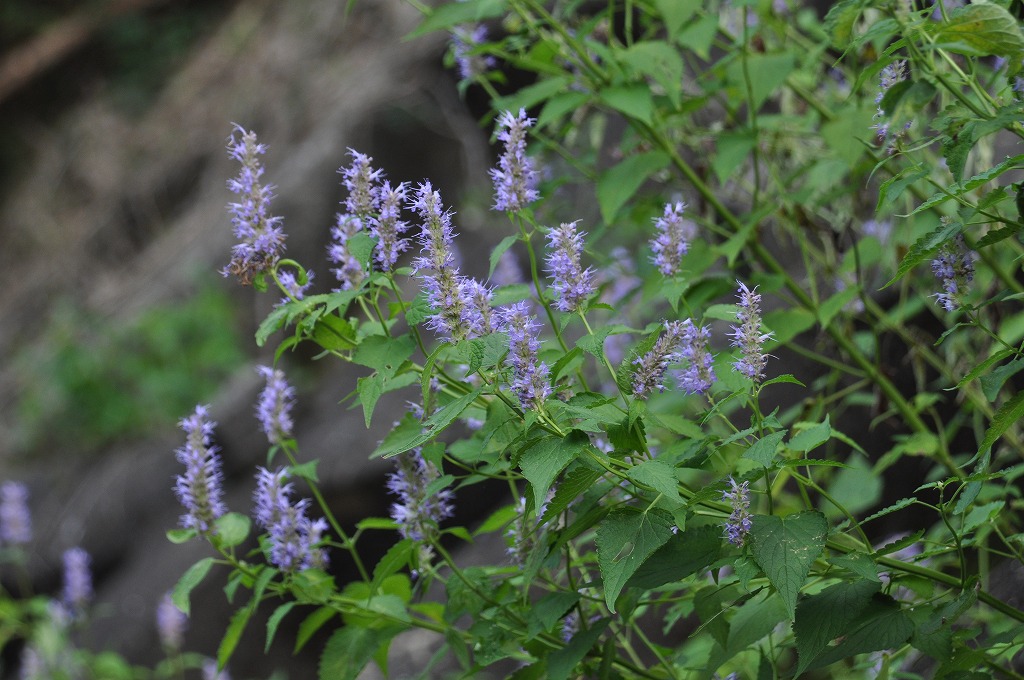 b0104861_19343938.jpg