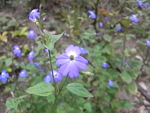 a0146070_5531131.jpg