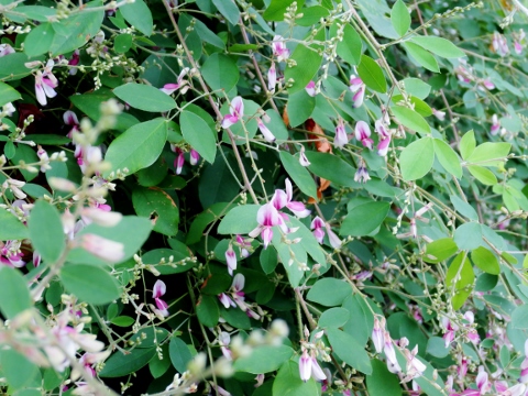 a0317576_156458.jpg