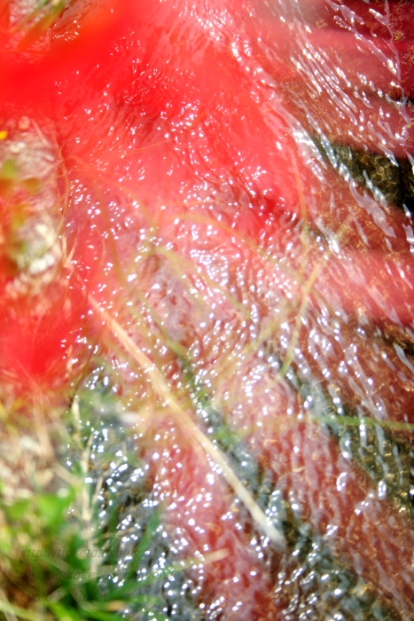 f0083400_2283332.jpg