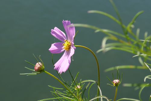 b0061107_152628.jpg