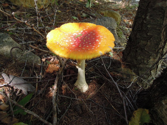 e0242423_16464638.jpg