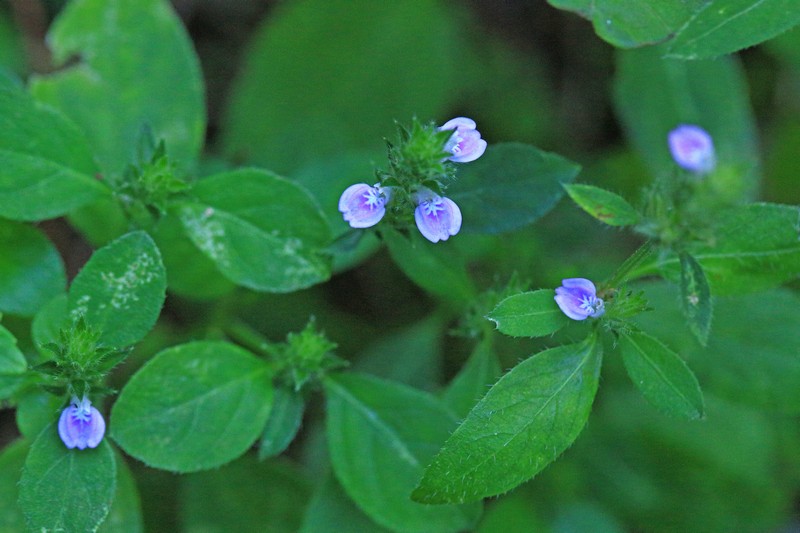 c0104227_8321431.jpg