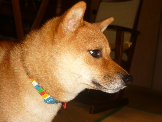 a0206332_7333787.jpg
