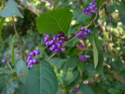 e0272335_18261077.jpg