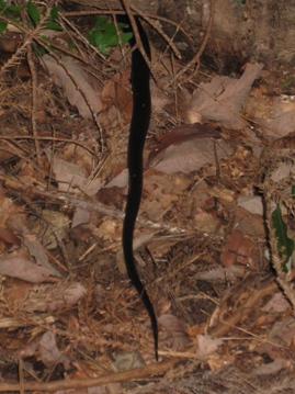 c0077338_547114.jpg