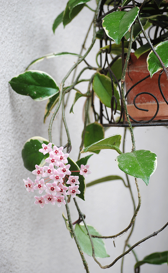 a0001354_22221234.gif