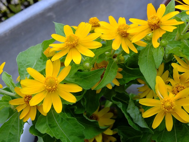 e0078069_12415653.jpg