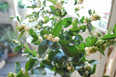 e0128909_7104195.jpg