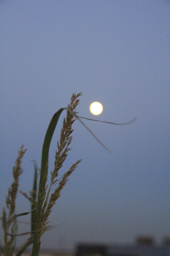 c0186410_2111942.jpg