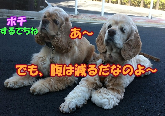 にほんブログ村 犬ブログ アメリカンコッカースパニエルへ