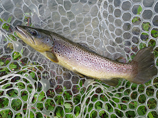 f0065341_14275385.jpg