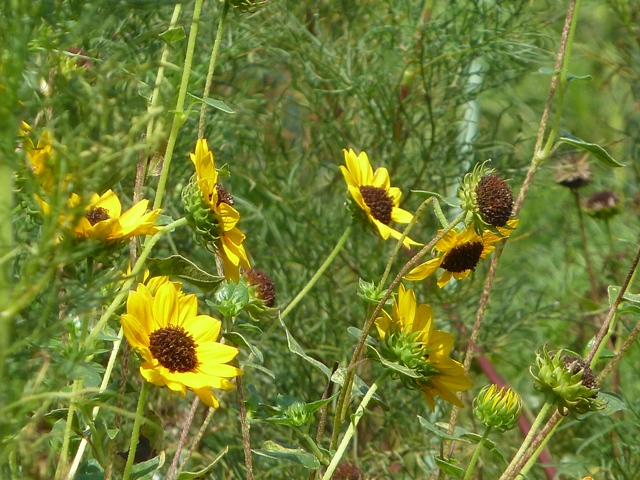 e0278968_7524099.jpg