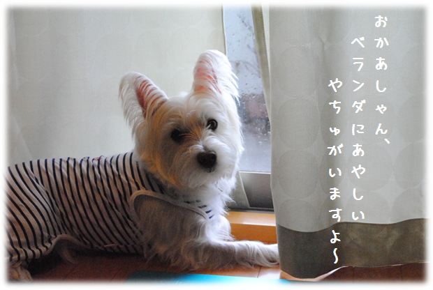 b0242873_0205366.png