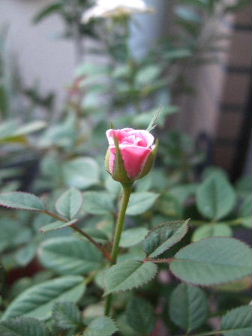 f0039281_22391738.jpg