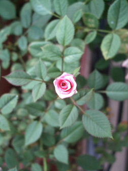 f0039281_22493789.jpg