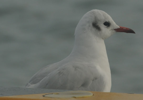 f0159390_1783914.jpg