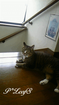 c0176651_1254377.gif