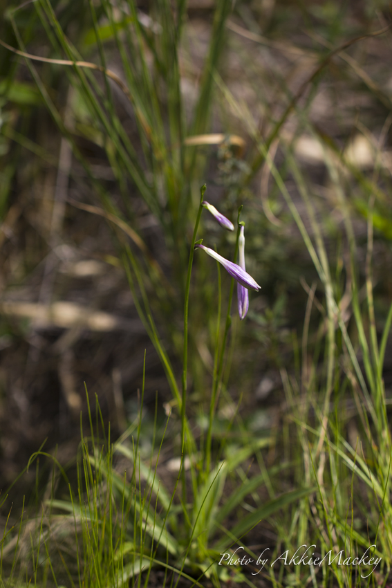 b0167256_720492.jpg