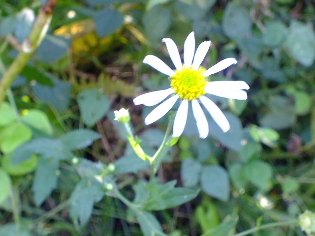 e0145782_16525773.jpg