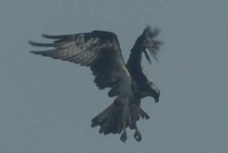 f0159390_925775.jpg