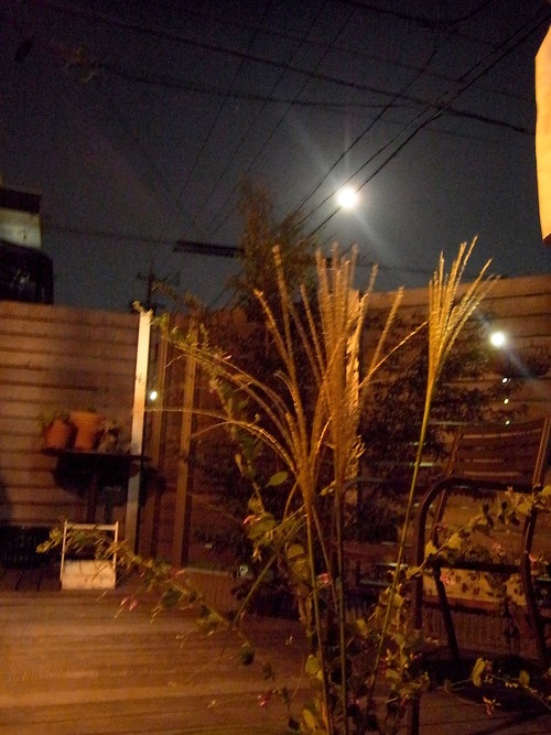 a0200299_2364774.jpg