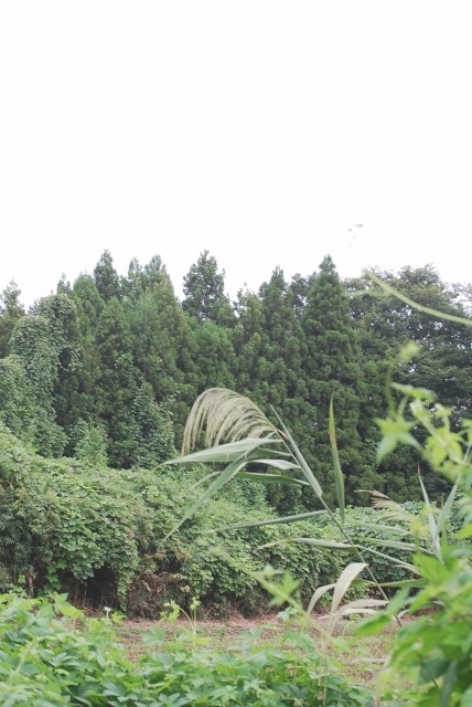e0025300_15443343.jpg