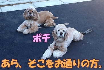 にほんブログ村 犬ブログ アメリカンコッカースパニエルへ