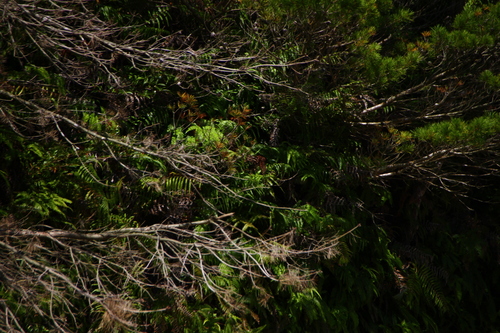 d0158028_17213014.jpg