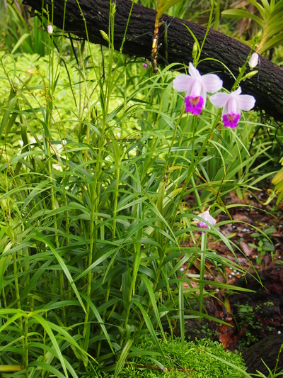 c0103830_1615389.jpg