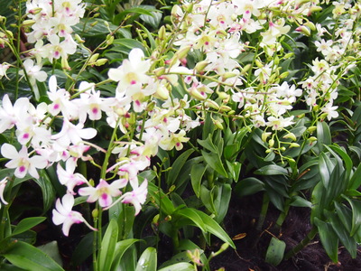 c0103830_1618874.jpg