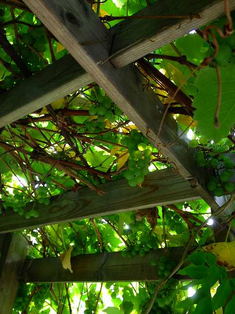 a0177032_1651696.jpg