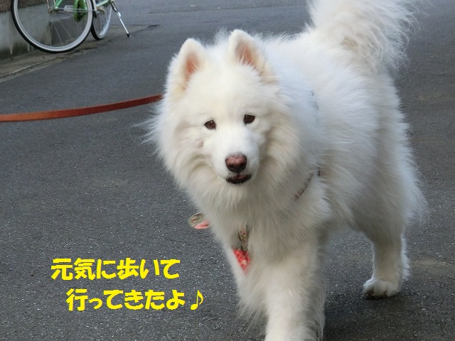 e0196135_21242059.jpg