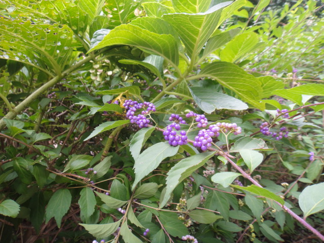 f0208737_934389.jpg