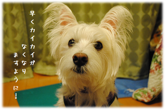 b0242873_1275823.png