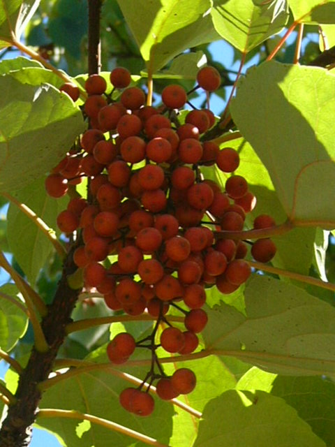 e0145782_19215512.jpg