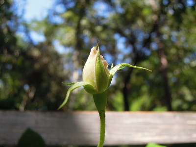 f0045283_13415461.jpg