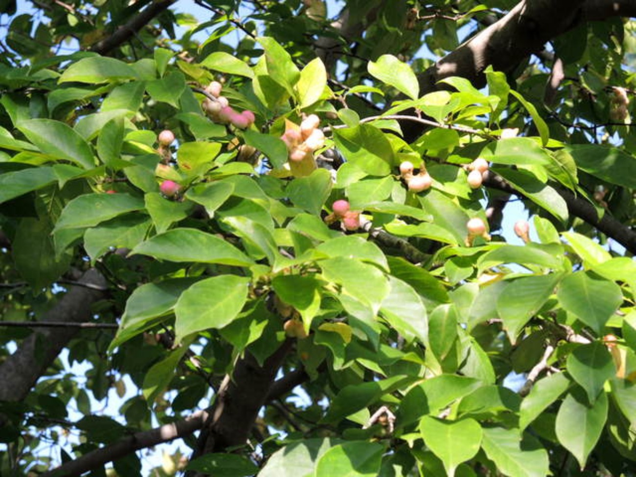 f0100593_20261086.jpg
