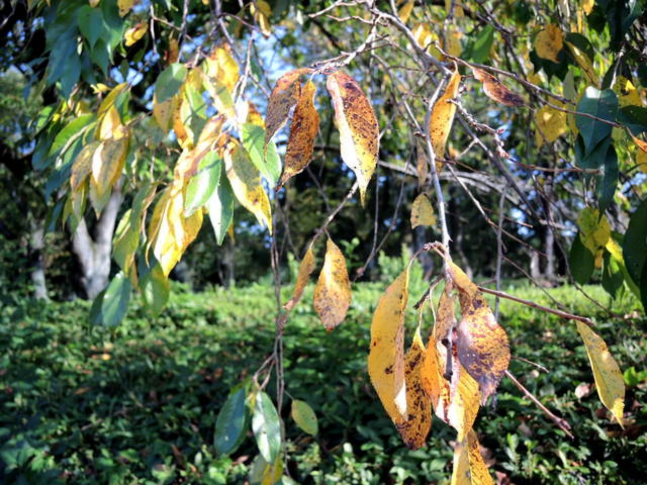 f0100593_20362499.jpg