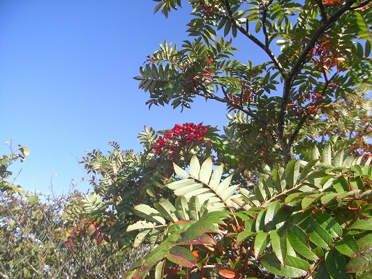 f0187402_23475315.jpg