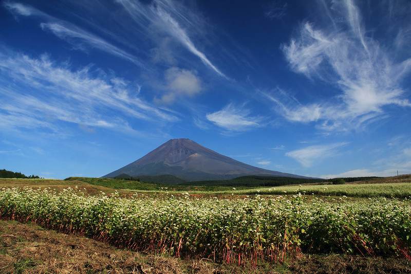a0188405_13145331.jpg