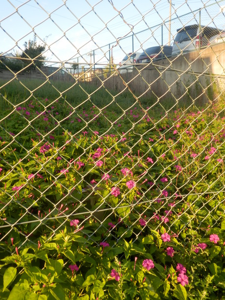 c0062511_2135590.jpg