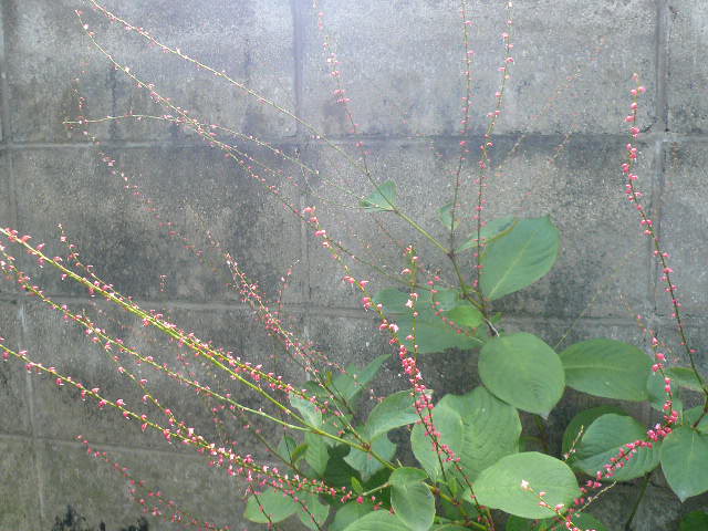 e0026017_10304230.jpg