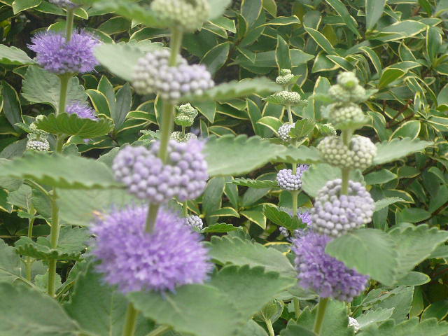 e0026017_10313715.jpg