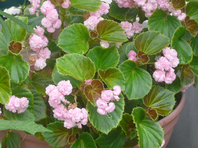 e0026017_10325035.jpg