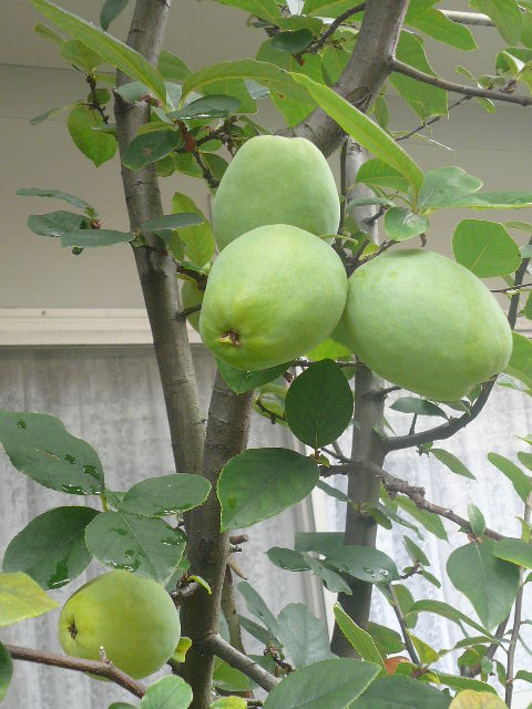 e0026017_10335078.jpg