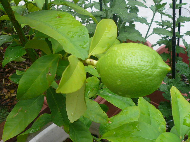 e0026017_10341857.jpg