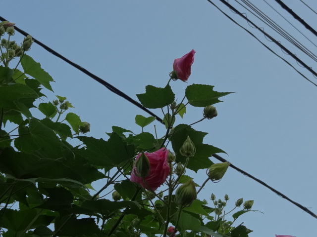 e0016828_11442149.jpg