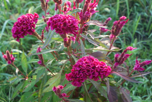 a0268655_10102927.jpg