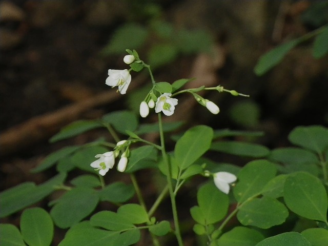 d0010065_19275180.jpg
